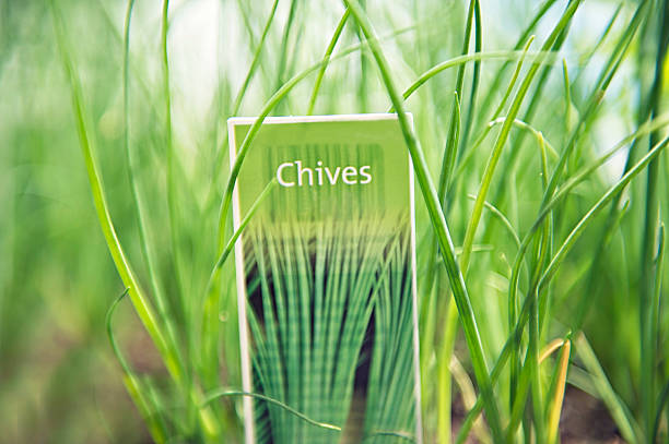 Top 4 Herbs Suppliers in South Africa in Year 2025: Urgent Market Update & Strategic Sourcing Guide