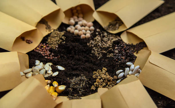 Top 7 Flower Seeds Suppliers in Bangladesh in Quarter 3 of 2025