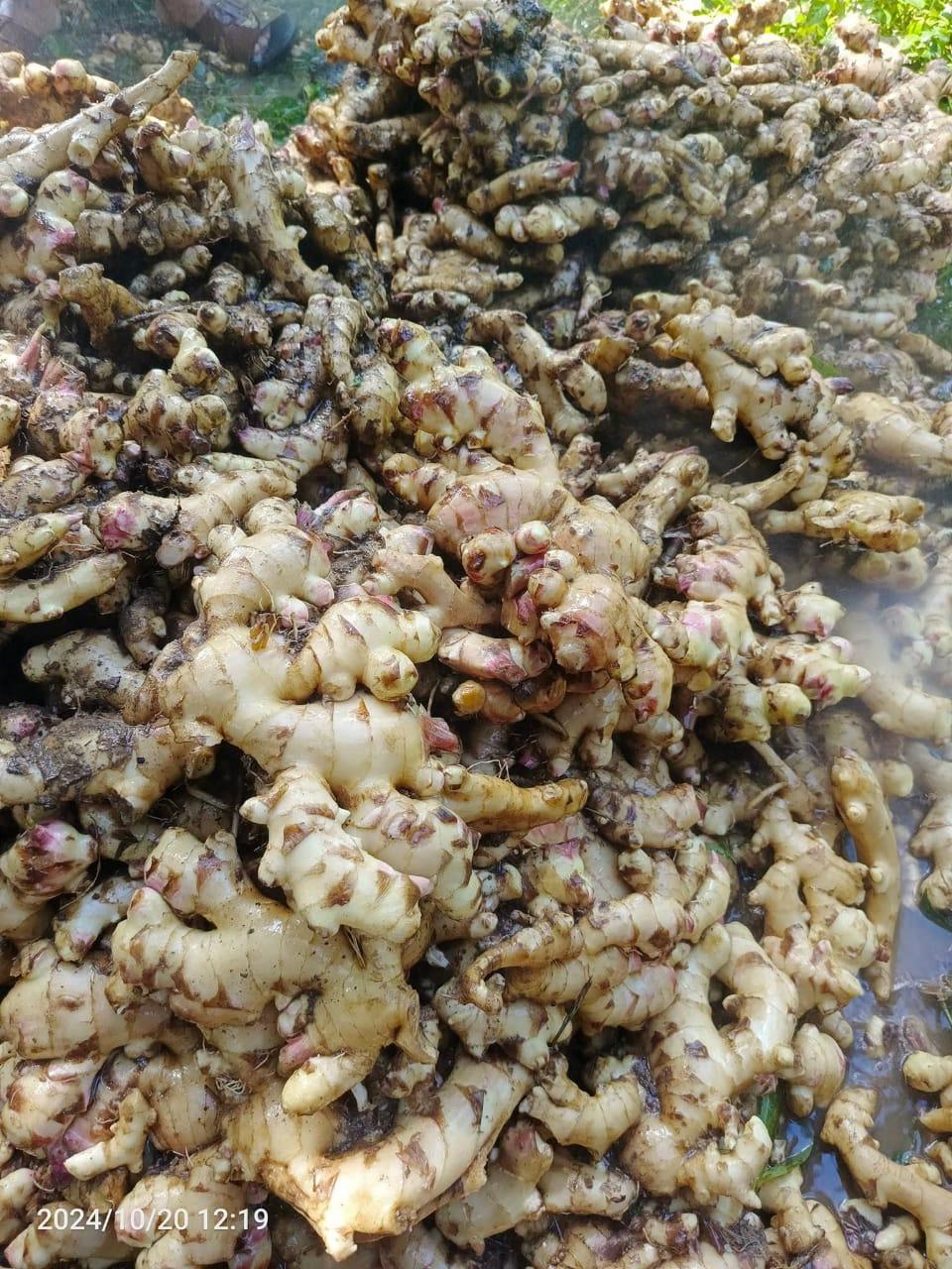 Organic Ginger Image 3