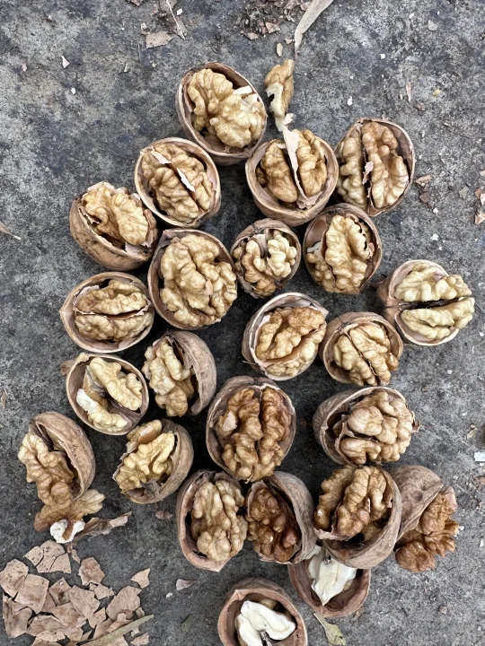 185 Walnuts Image 4