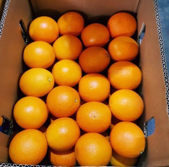 Premium Oranges from Egypt and Spain