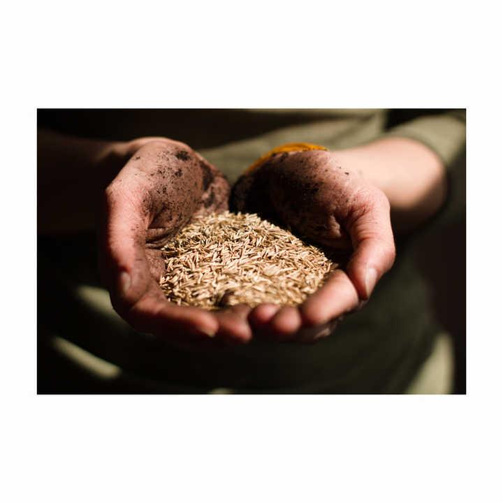 Bulk Alfalfa Seed Supplier – Pure High Quality Agricultural Seed for Hay, Pasture, Sprouting, Livestock Nutrition, Soil Improvement, and International Wholesale Markets