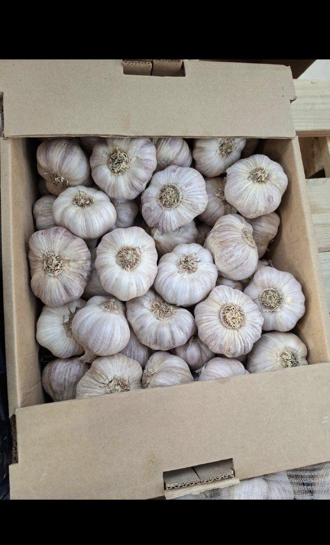 Garlic – product photo, product description