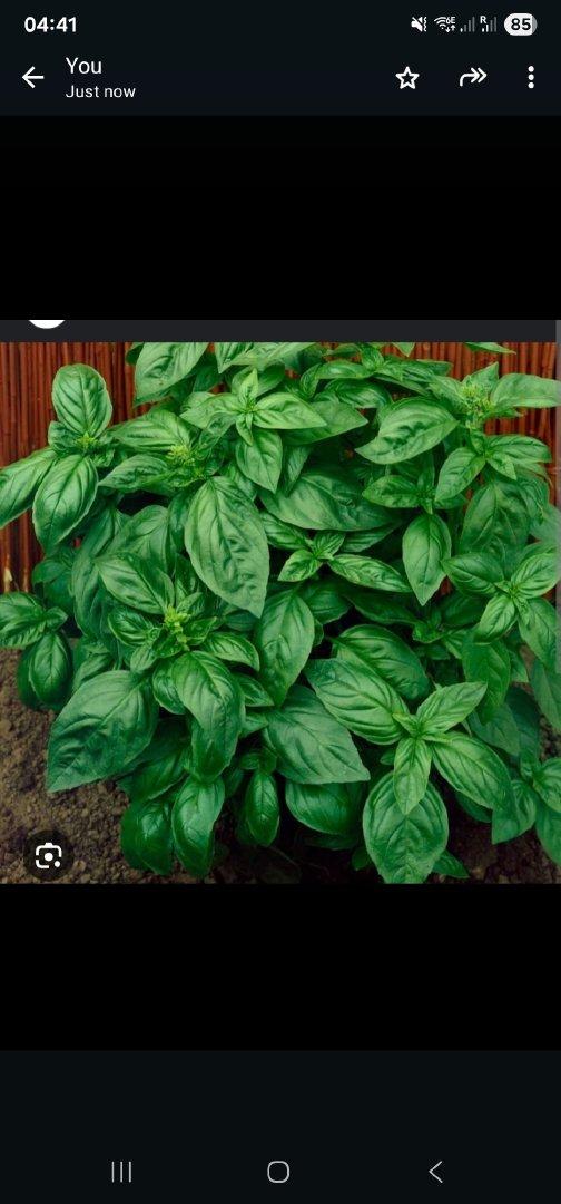 Meet the Top 5 Herbs Suppliers in Kenya - 3