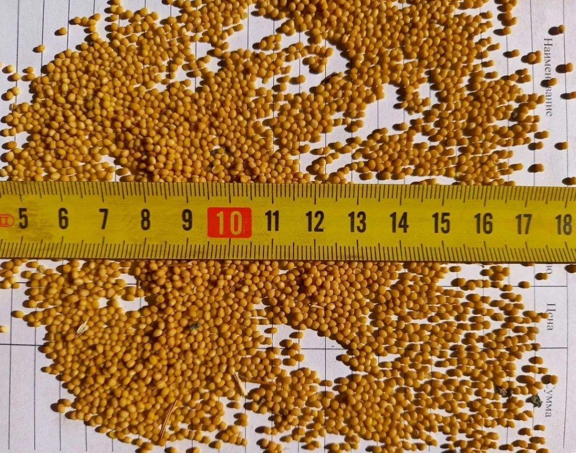 Mustard Seed