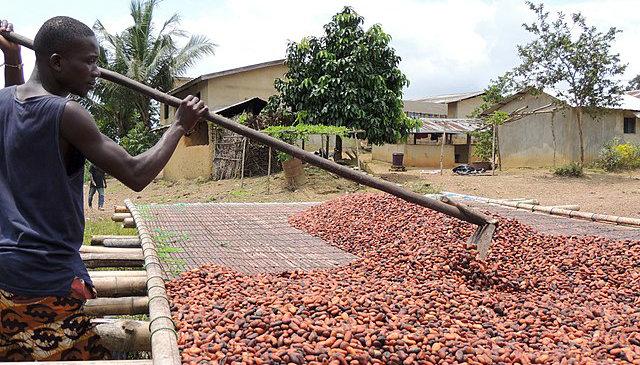 cocoa Unit Per Mt Grade W1, W2 Origin Côte D’ivoire Packaging 60 Kg Jute Bags Traceability Full Traceability Intended Use Suitable For Chocolate