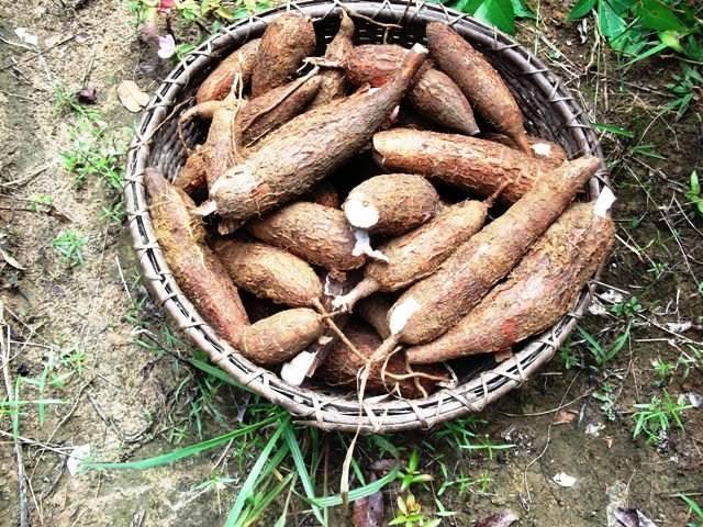 Fresh Cassava