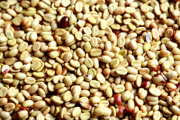 Top 4 Green Coffee Suppliers in Malaysia in July 2025: Navigating a Fast-Changing Market