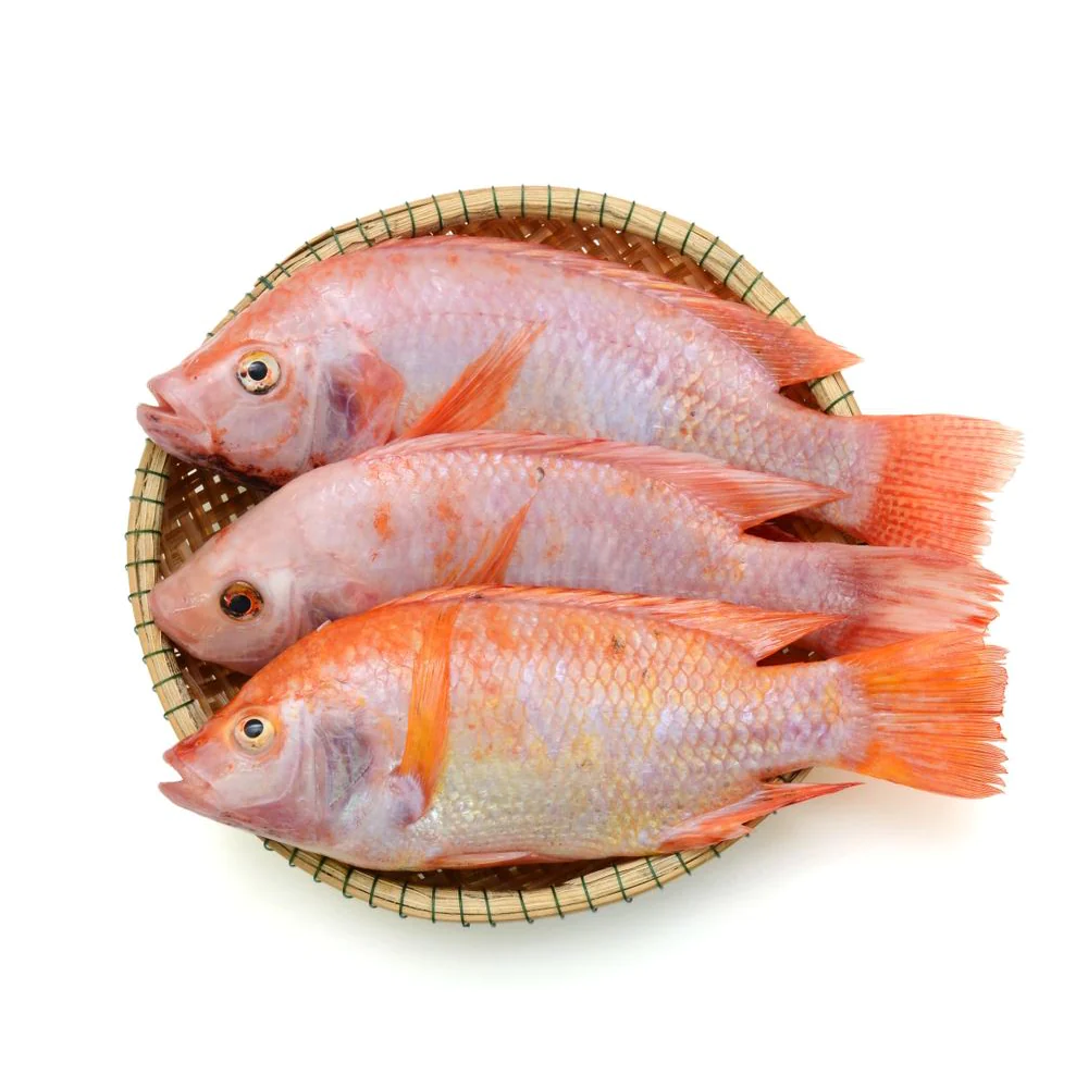 High quality Frozen seafood Frozen Red Tilapia Fish Wholesale Price