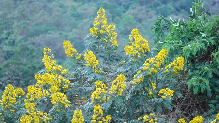 Top 9 Cassia Suppliers in South Africa in Quarter 3 of 2025