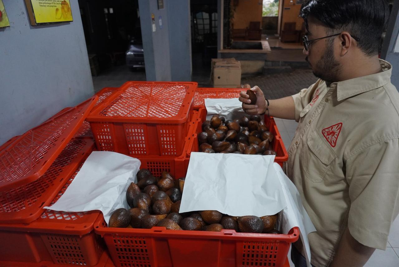 Export-ready Salak Pondoh