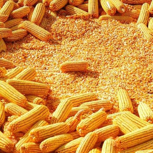 Discover the Top 5 Corn Suppliers in South Africa - 4