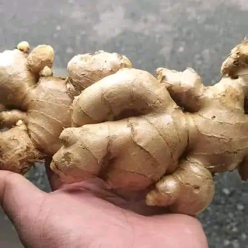 Fresh Ginger