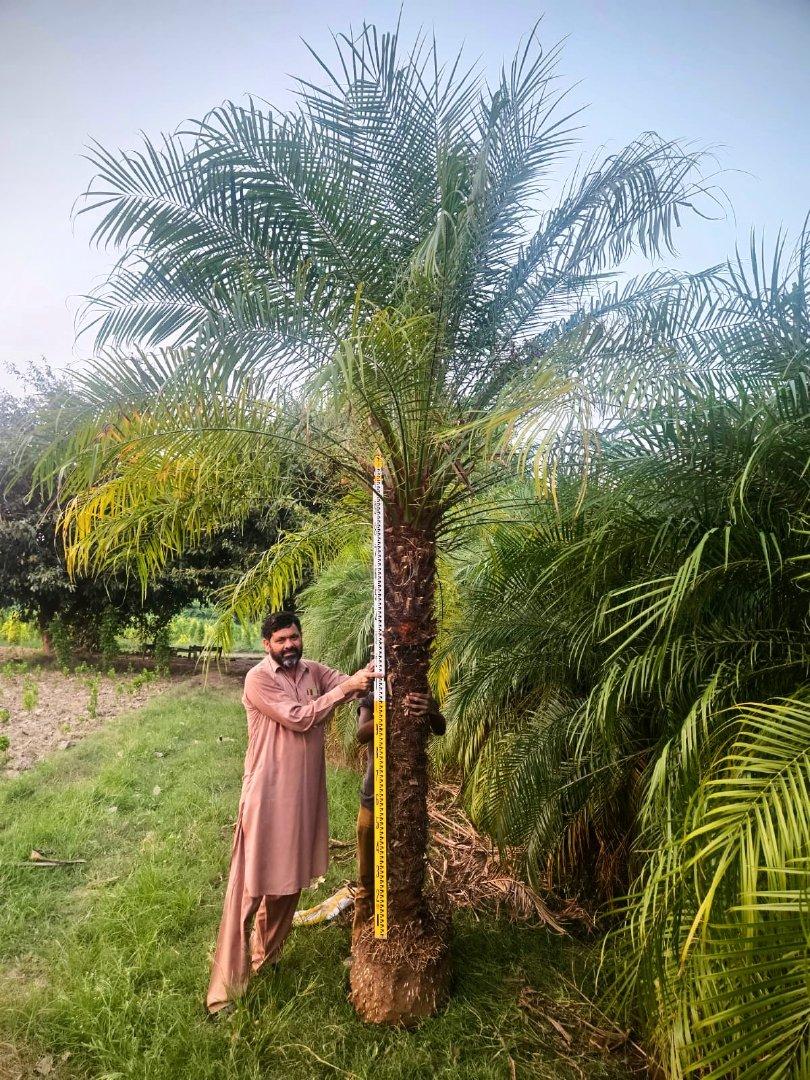 Phoenix palm