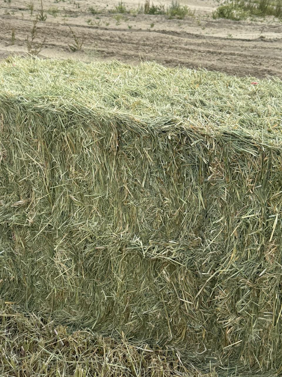 Rhode Grass