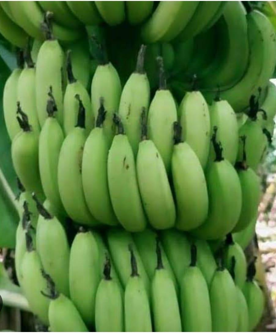 Premium Bananas