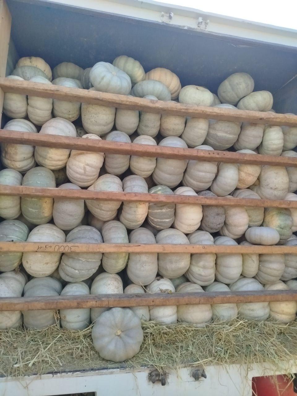 Fresh Pumpkin 4