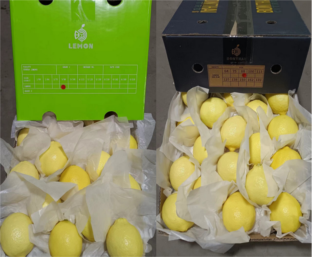 Fresh Lemon Grade Class 1 Shelf Life Long Flavor Fresh And Vibrant, Maximum Flavor Quality Standards International Standards