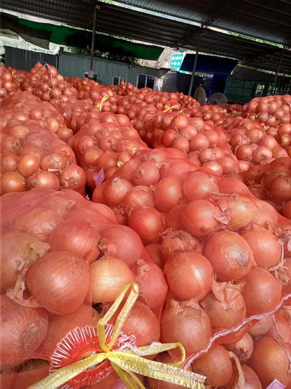 Fresh Onion