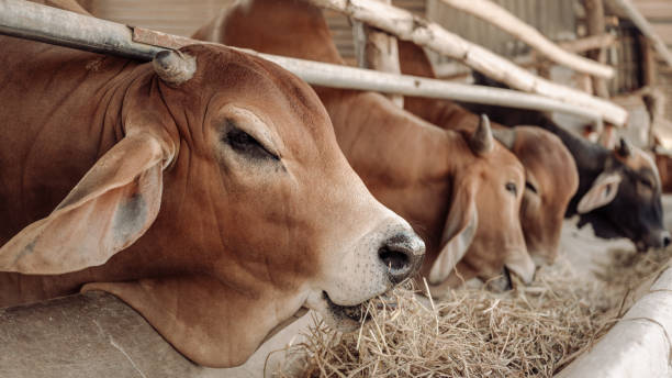 Top 8 Cattle Suppliers in Turkey in July 2025: A Data-Driven Export Market Analysis