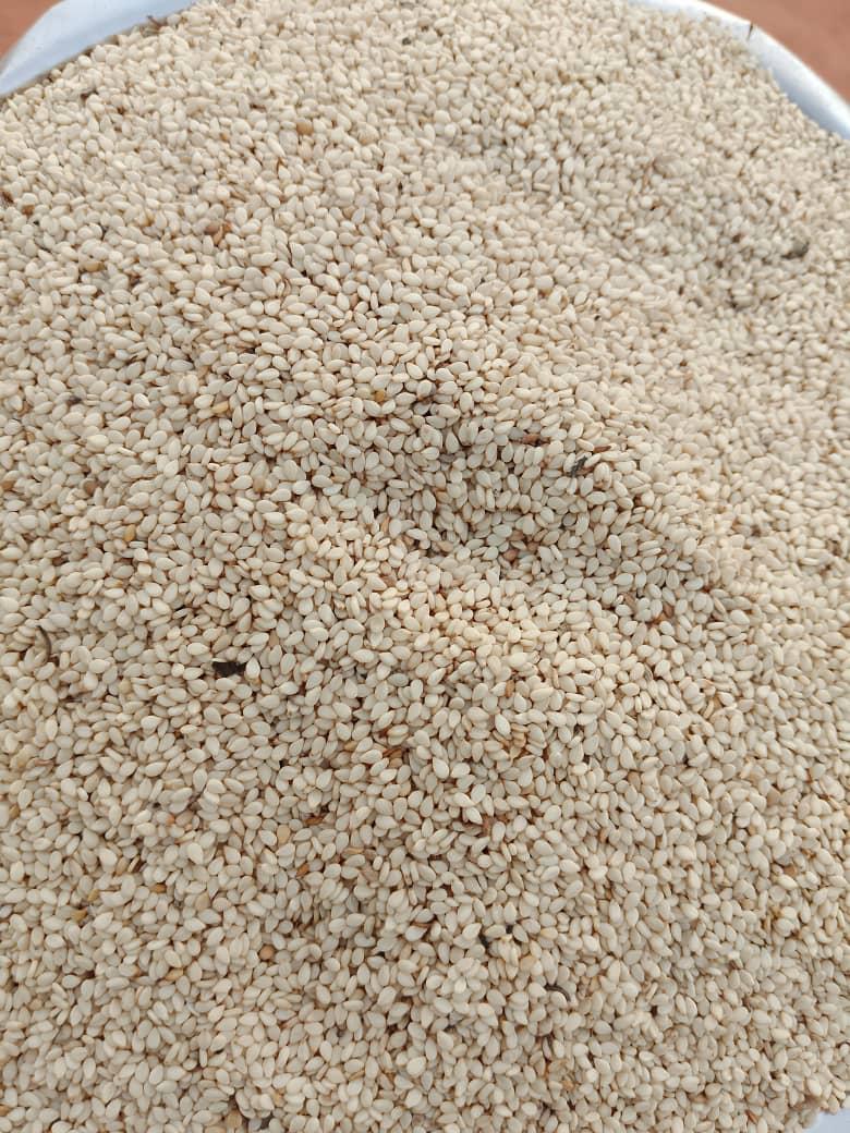 White Sesame Field