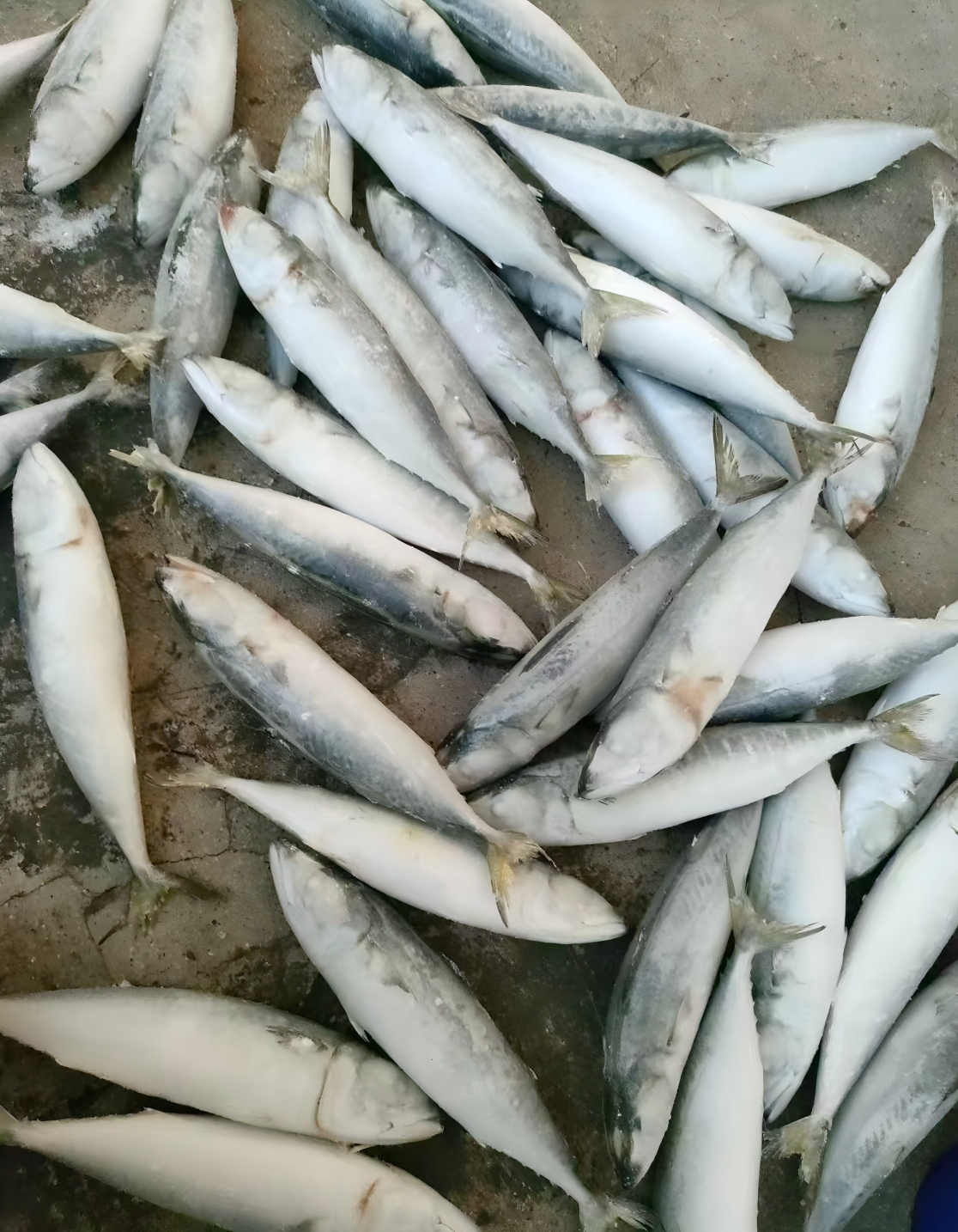 Discover the Top 4 Frozen Fish suppliers in China