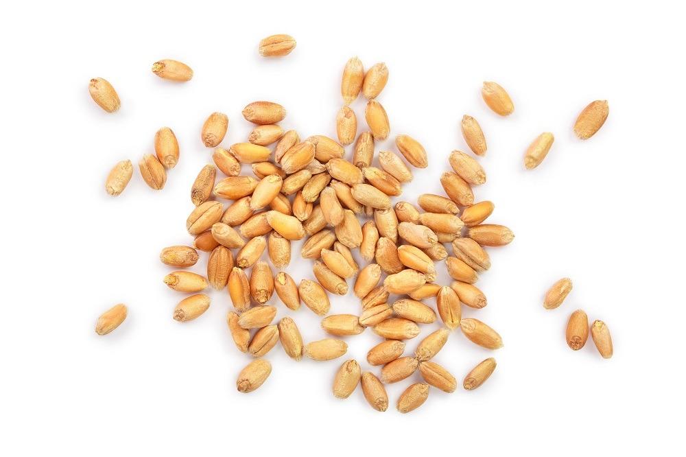 Milling Wheat for Producing Fine Wheat Flour for Bakeries and Commercial Food Manufacturing Businesses