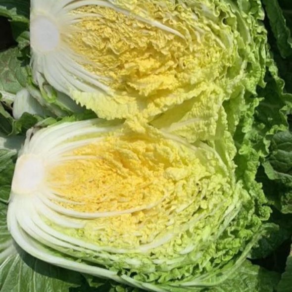 Wholesale Fresh Cabbage For Making Kimchi