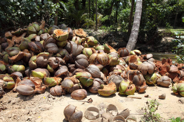 Top 4 Coconut Shell Suppliers in Netherlands in Quarter 3 of 2025