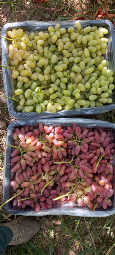 Fruit Export