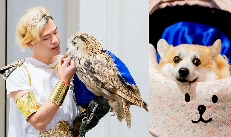 Why THAILAND INTERNATIONAL DOG SHOW & PET VARIETY Matters for B2B - 3