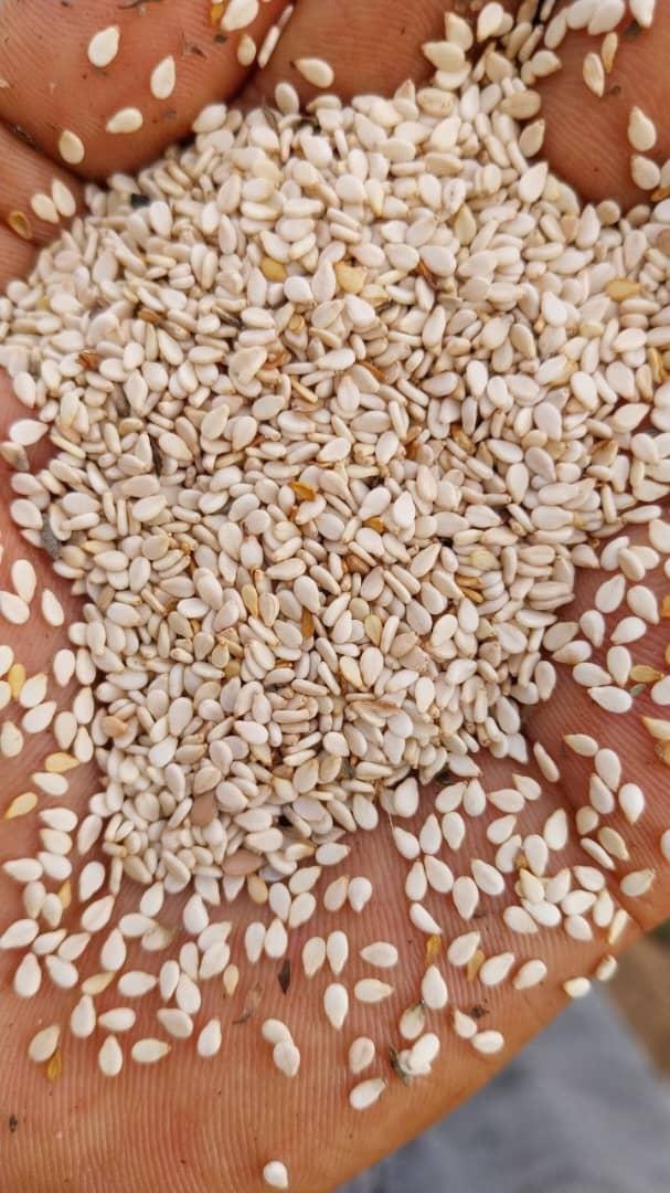 Sesame Seed Image 1