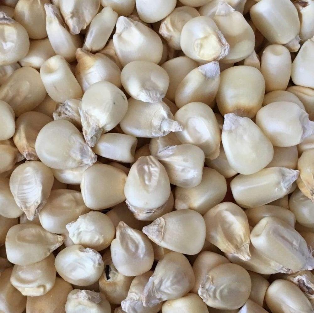White Corn Maize 4