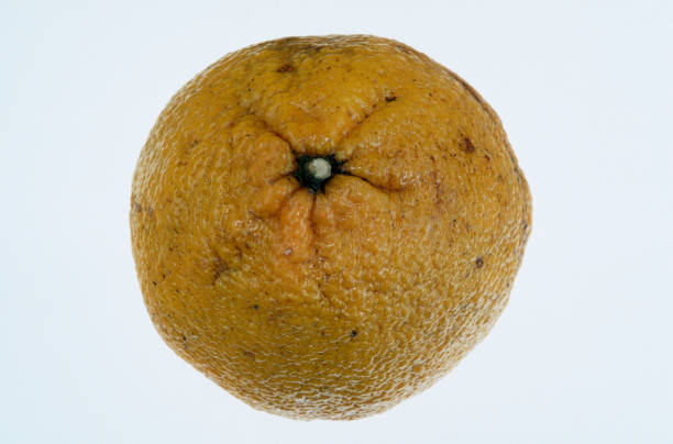 Top 9 Orange Suppliers in Germany in Year 2025: A Market Update You Shouldn’t Miss