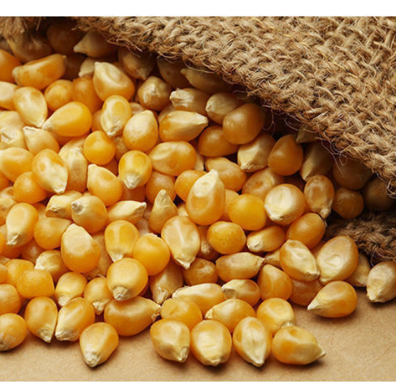 Best Price Agricultural Product Yellow Corn/Yellow Maize, Dried Yellow Corn, Popcorn, White Corn Maize