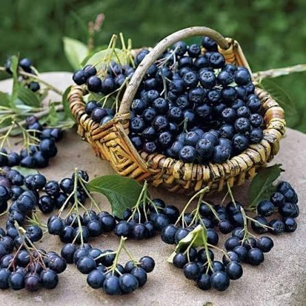 Organic Aronia certified by ACOCERT
