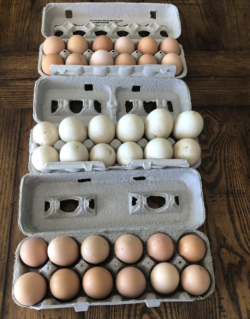Grade AA Fresh Chicken Eggs Brown,White Large Size | Premium quality 30 Eggs,18 Eggs,12 Eggs OEM Available