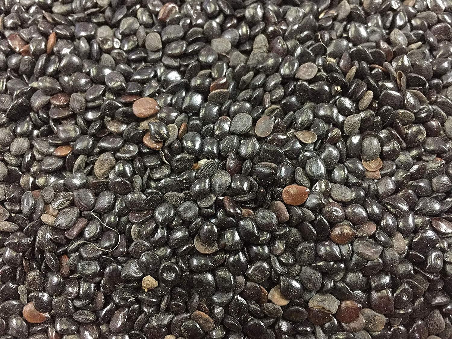 🌿 Cassia Absus Seeds (Chaksu / Jasmeejaz) – India Origin | 99.5% Purity | Non-GMO
