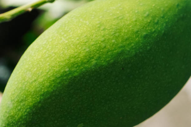 Your Expert Guide to Procuring Top-Tier Mango: Top 3 Mango Suppliers in India in Week 04 of 2025