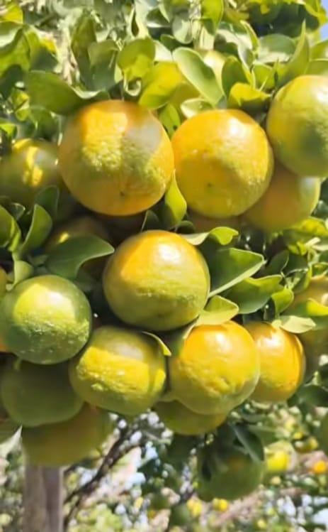 Premium Oranges 1