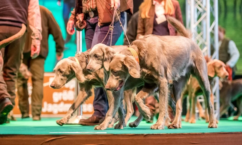 Discover Jagd And Hund: B2B Event Guide - 2