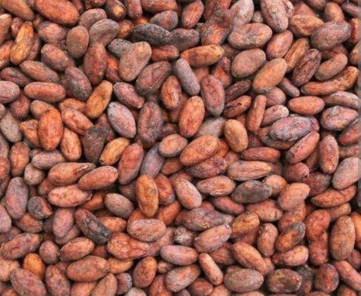 Cocoa Beans