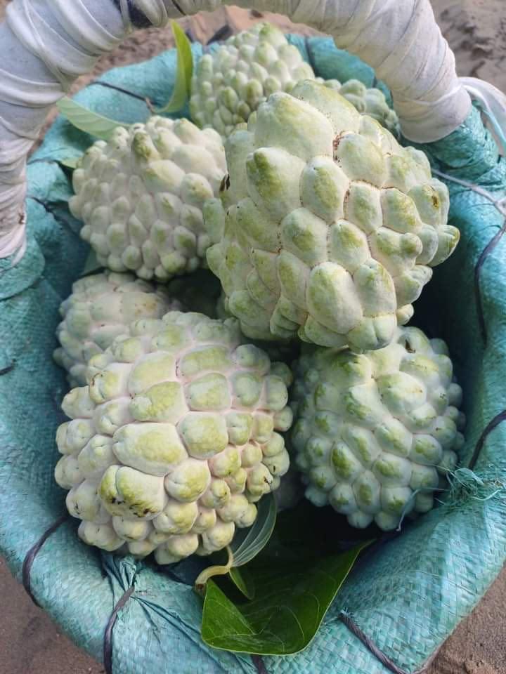 Custard Apple