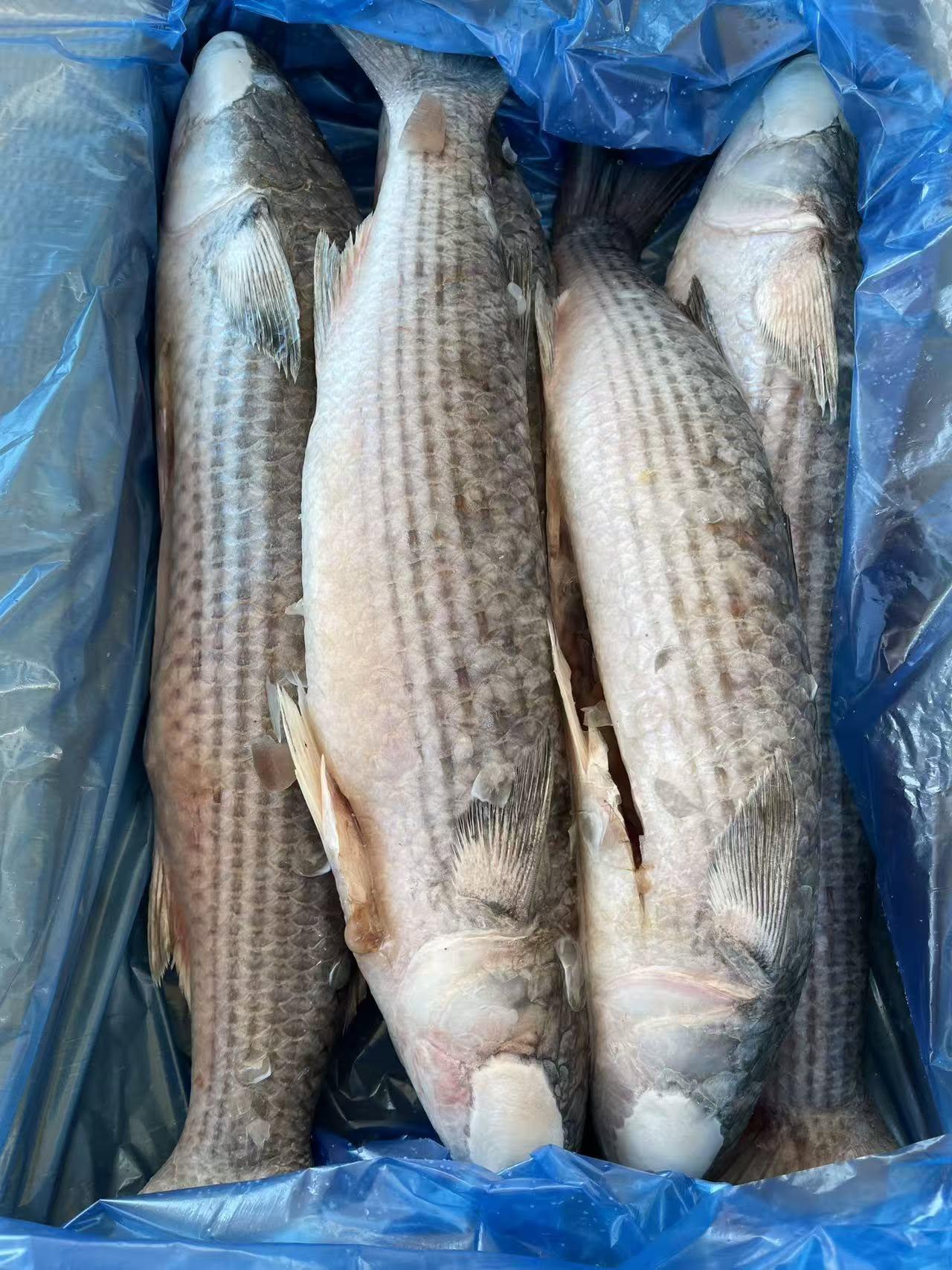 frozen grey mullet fish