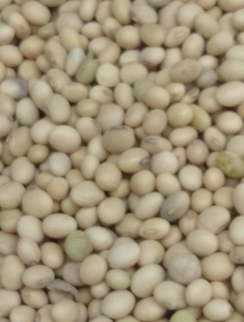 Organic Soybeans – product photo, product description