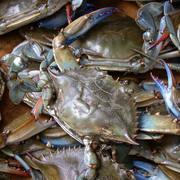Fresh Seafood