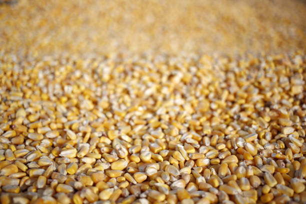 A Comprehensive Guide to Sourcing High-Quality Maize: Top 9 Maize Suppliers in Poland in Quarter 3 of 2025