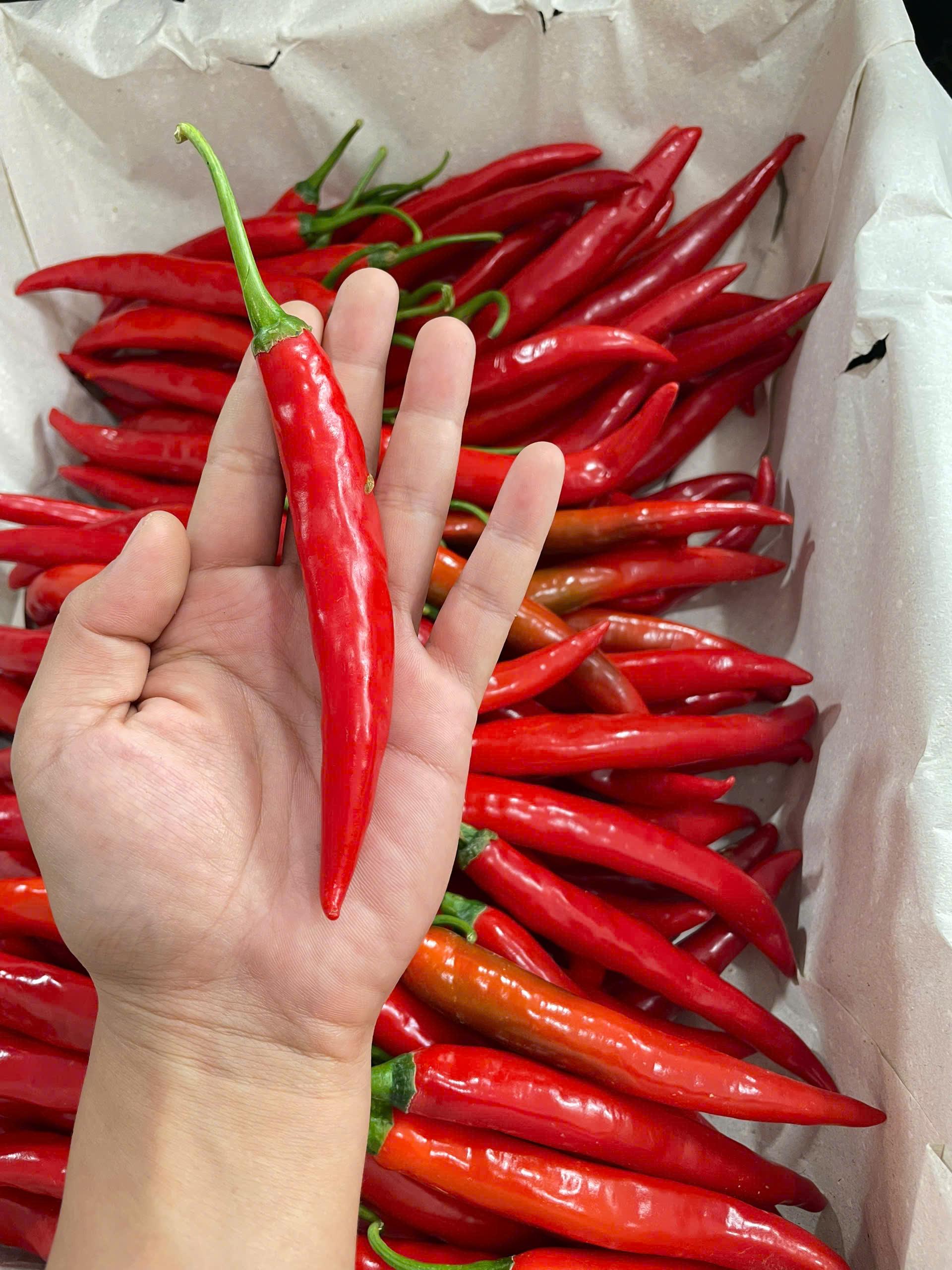 FRESH BIG CHILI