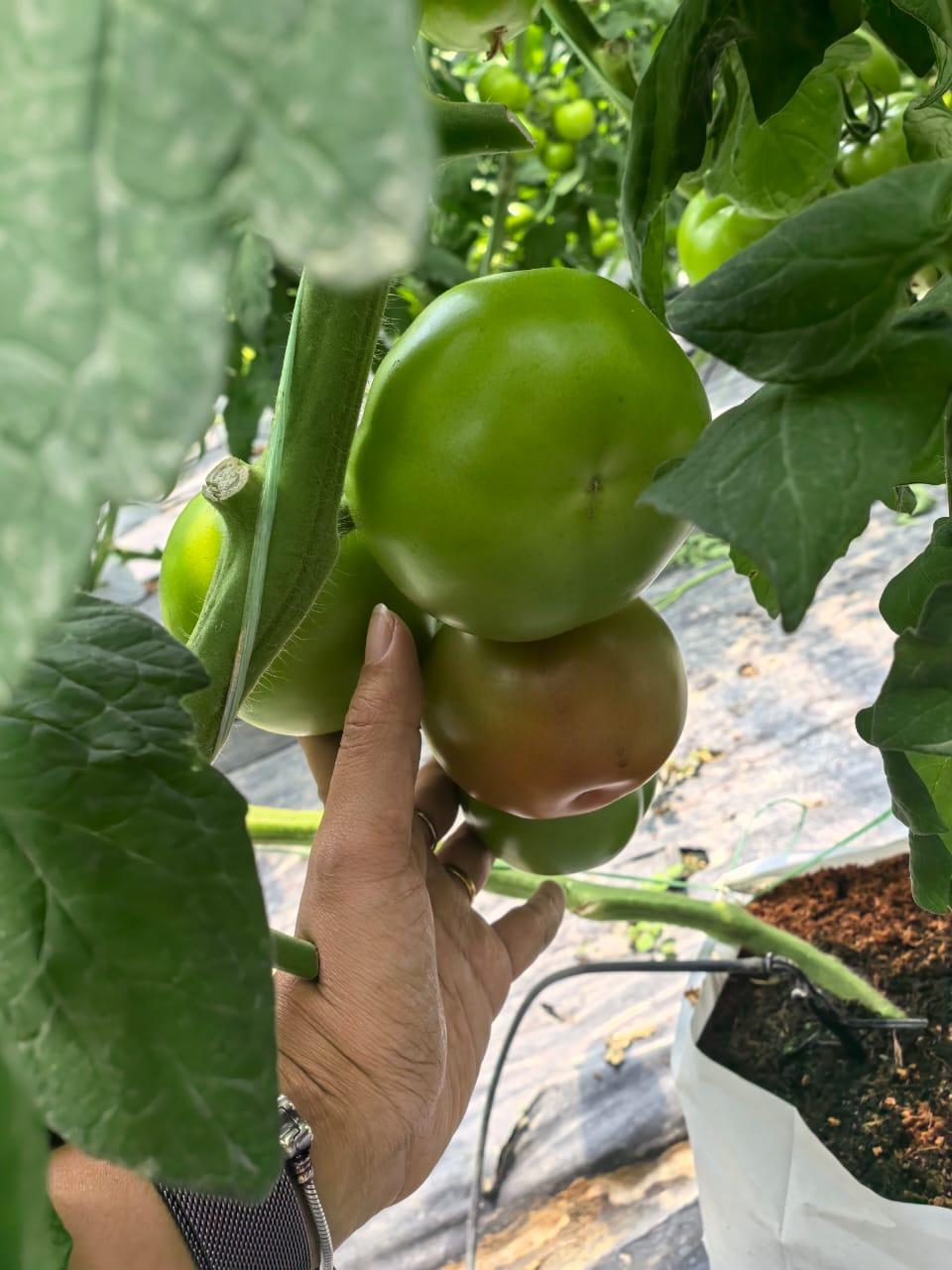 Fresh Tomato Organic Yes Color Vibrant Texture Smooth Freshness Level Fresh Juiciness Naturally Juicy Flavor Profile Sweet-tangy