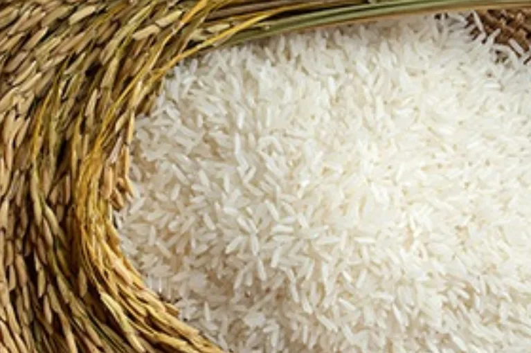 Rice Fields